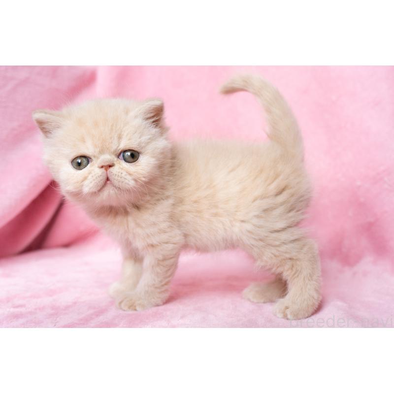 成約済の東京都のエキゾチックショートヘア-132296の4枚目