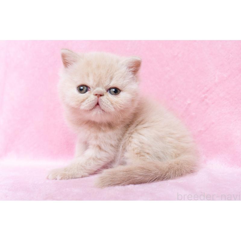 成約済の東京都のエキゾチックショートヘア-132296の3枚目