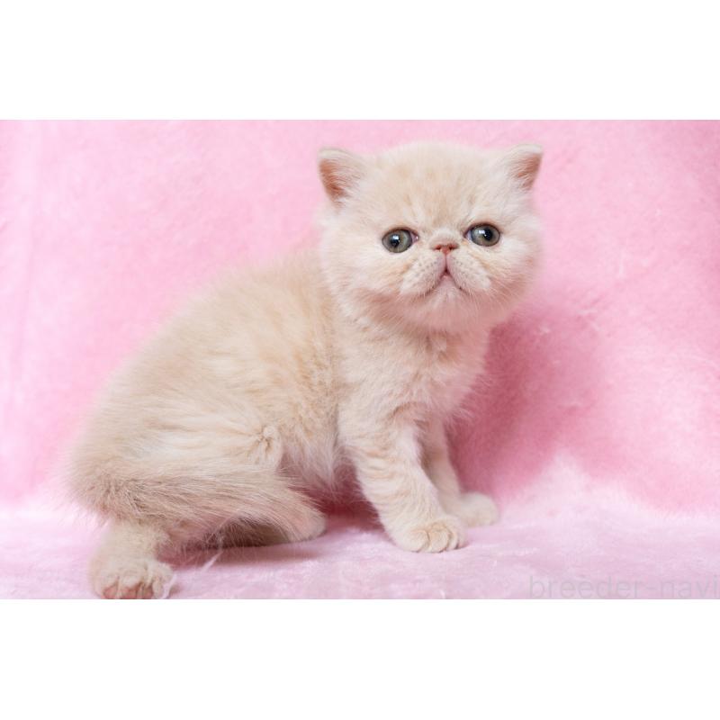 成約済の東京都のエキゾチックショートヘア-132296の2枚目