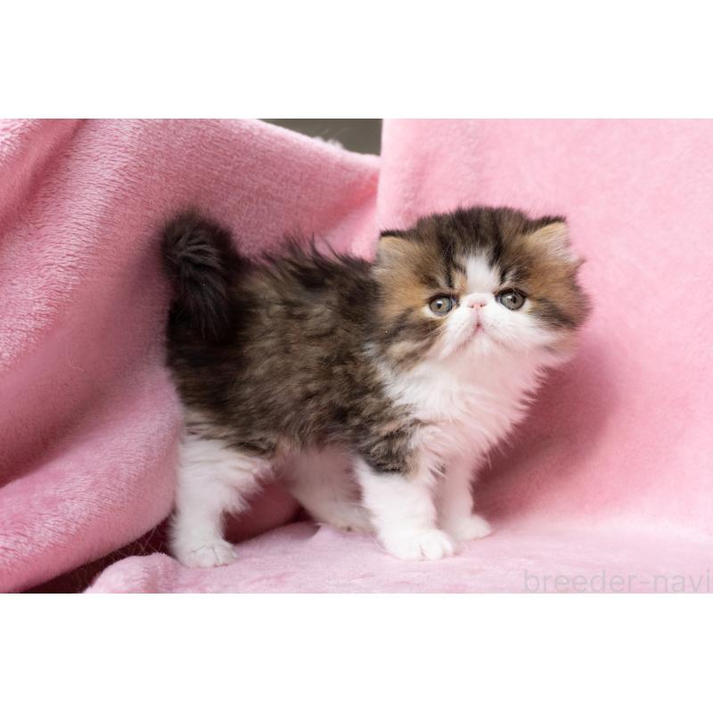 販売中の東京都のエキゾチックロングヘア-132297の30枚目