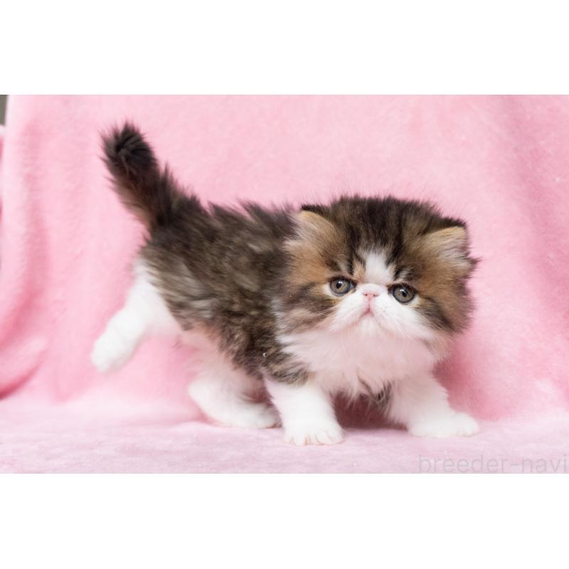 販売中の東京都のエキゾチックロングヘア-132297の29枚目