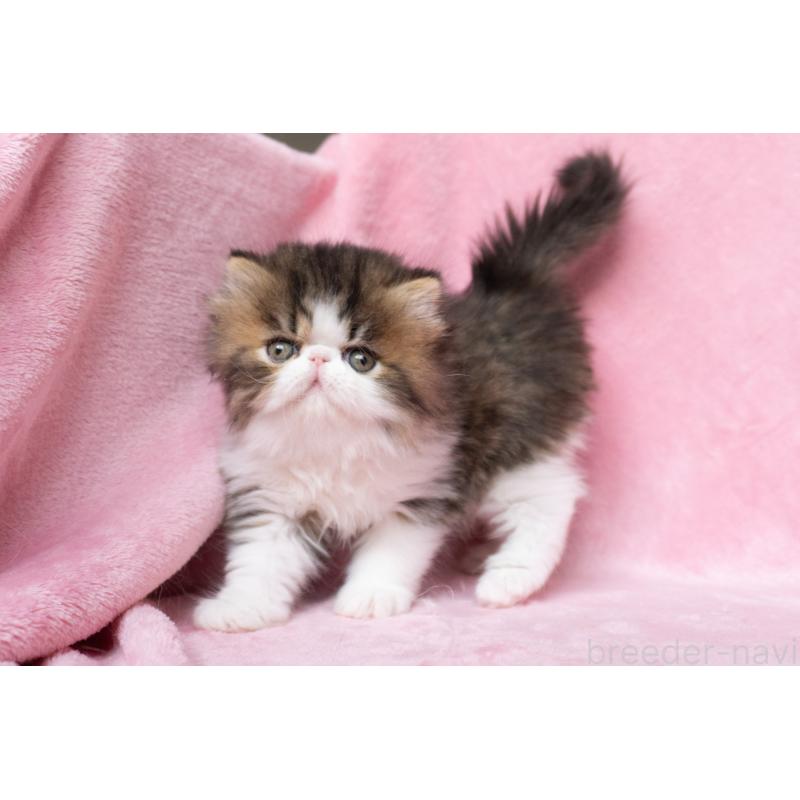 販売中の東京都のエキゾチックロングヘア-132297の28枚目