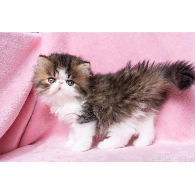 販売中の東京都のエキゾチックロングヘア-132297の27枚目