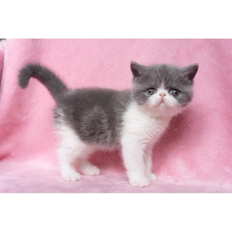 成約済の東京都のエキゾチックショートヘア-132298の5枚目