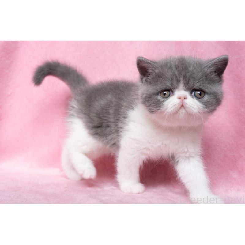 成約済の東京都のエキゾチックショートヘア-132298の4枚目