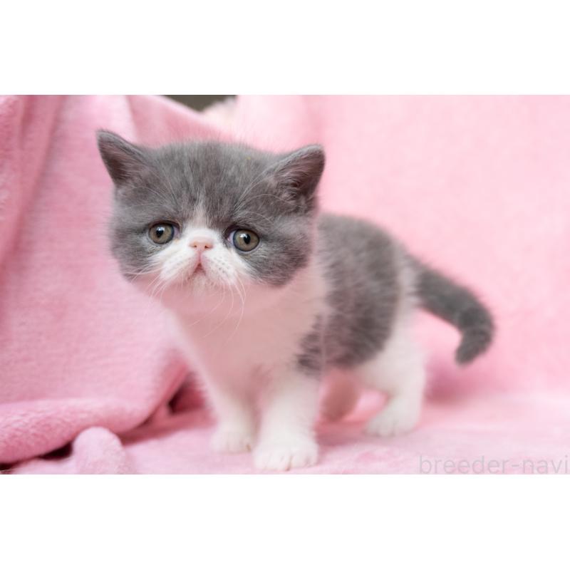 成約済の東京都のエキゾチックショートヘア-132298の2枚目