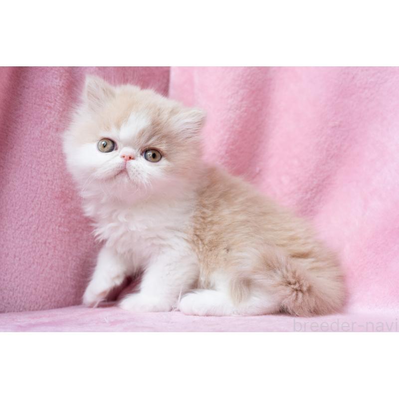 販売中の東京都のエキゾチックロングヘア-132299の29枚目