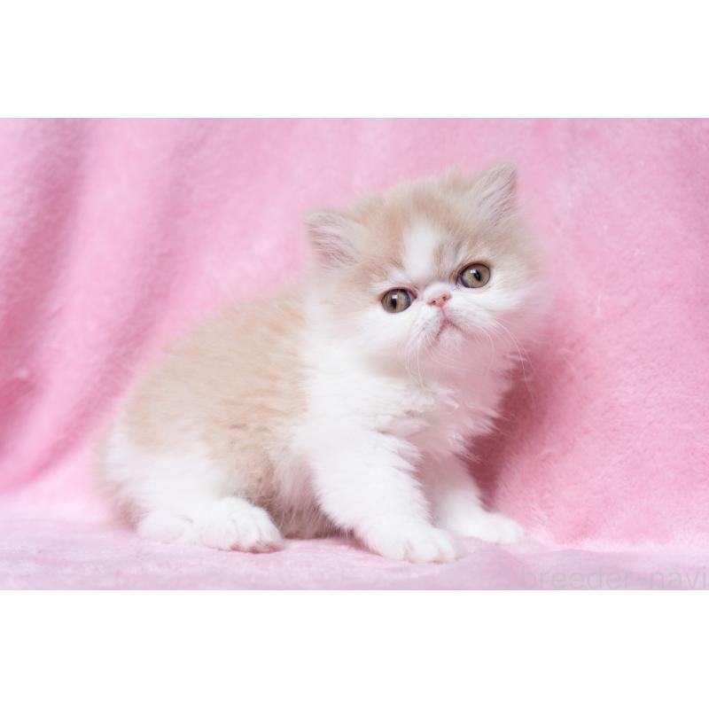 販売中の東京都のエキゾチックロングヘア-132299の28枚目