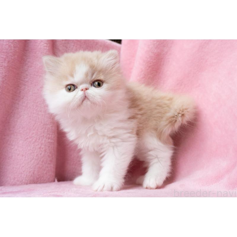 販売中の東京都のエキゾチックロングヘア-132299の27枚目