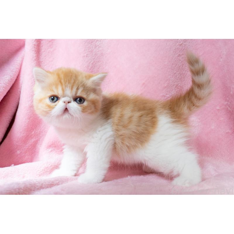 販売中の東京都のエキゾチックショートヘア-132300の30枚目