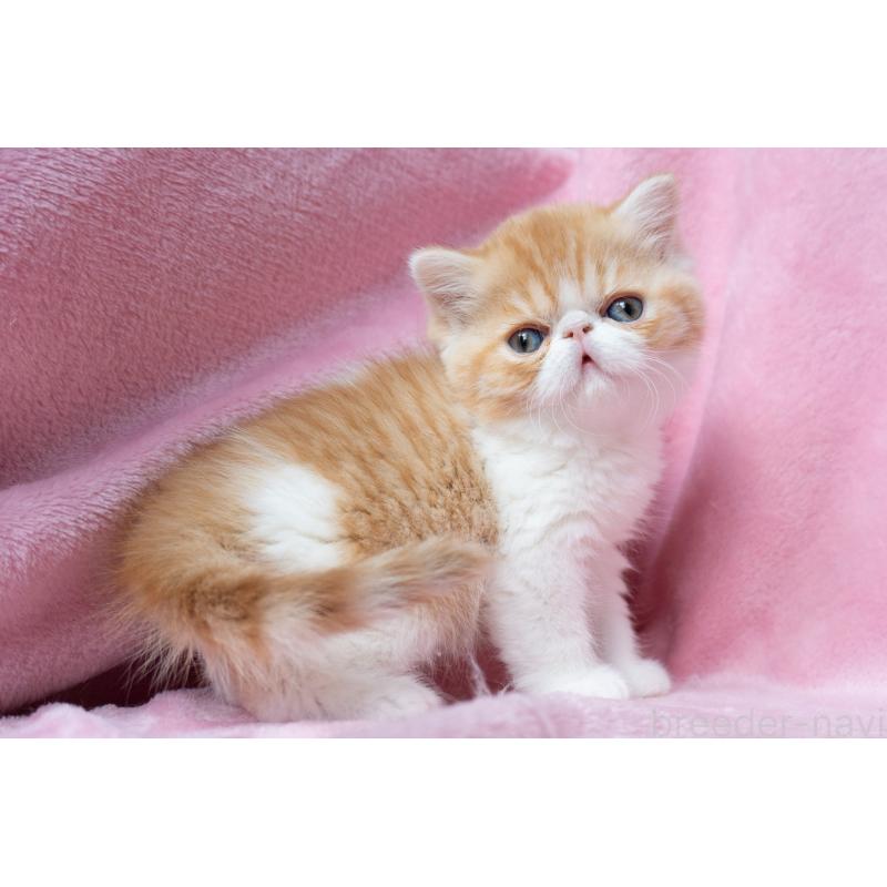 販売中の東京都のエキゾチックショートヘア-132300の29枚目