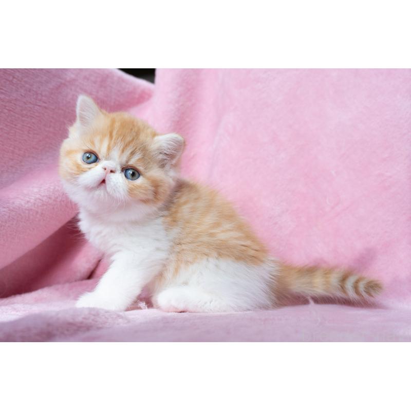 販売中の東京都のエキゾチックショートヘア-132300の28枚目