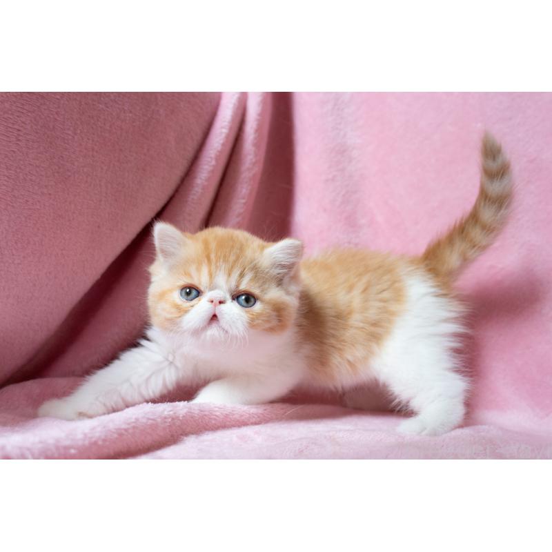 販売中の東京都のエキゾチックショートヘア-132300の27枚目