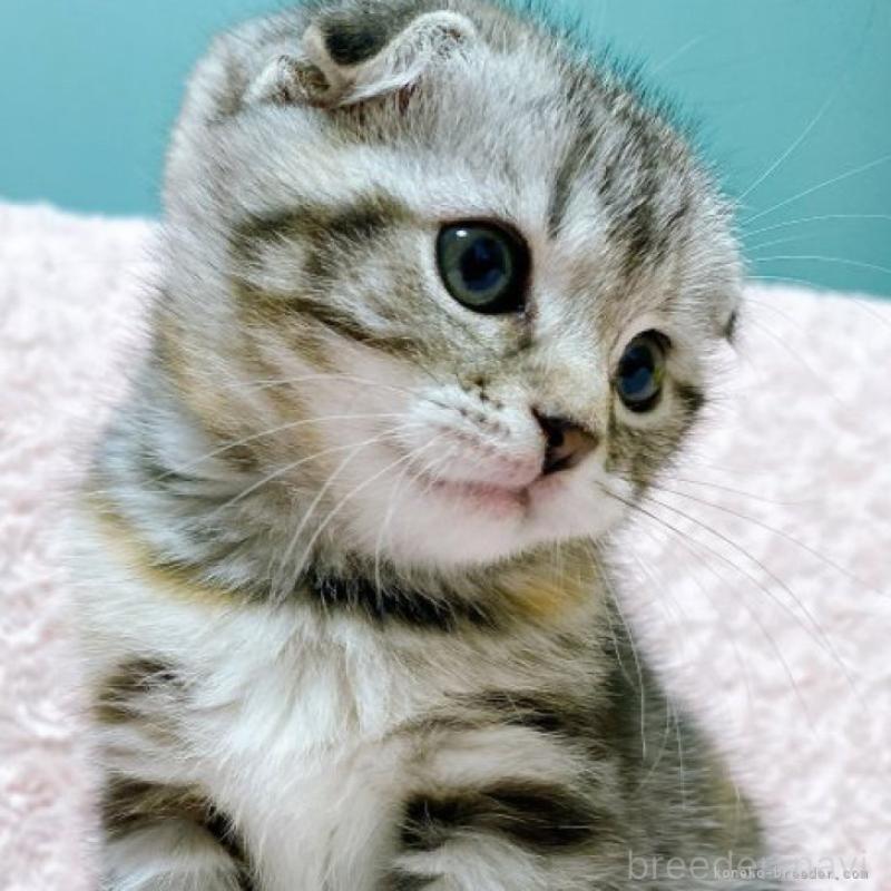 成約済の群馬県のスコティッシュフォールド-131216の1枚目