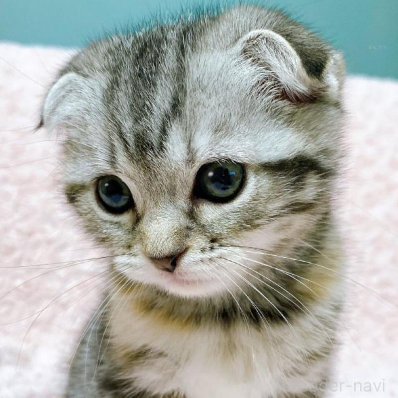 成約済の群馬県のスコティッシュフォールド-131216の2枚目