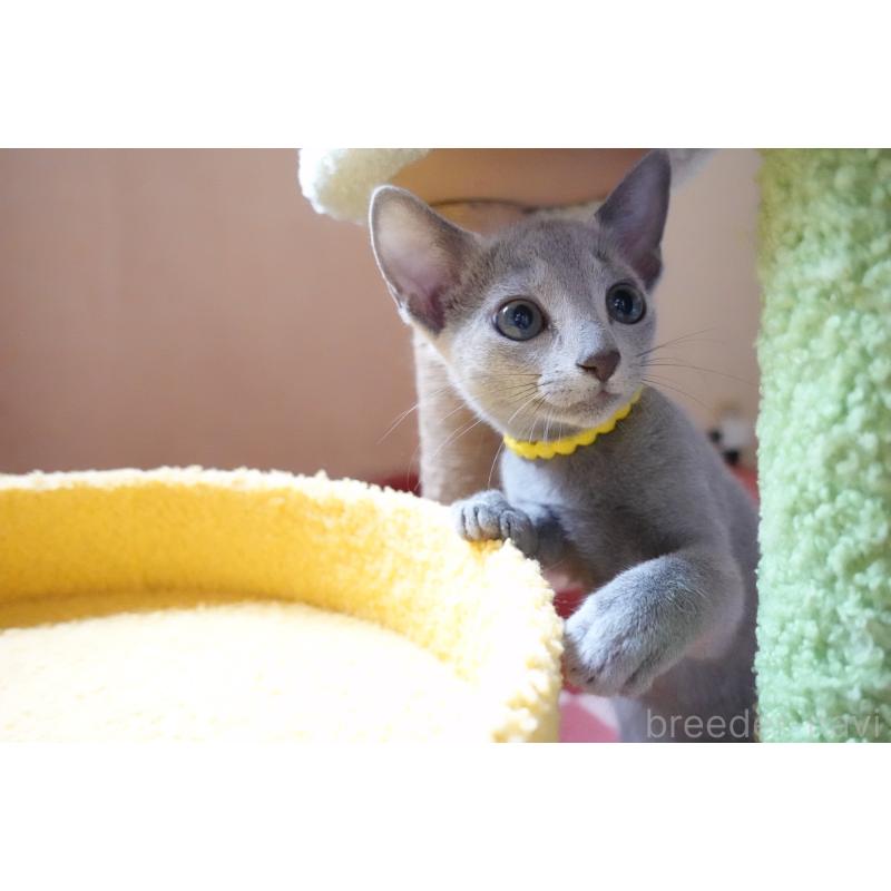 販売中の埼玉県のロシアンブルー-132833の8枚目