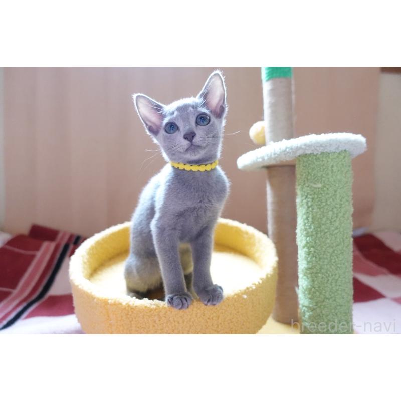 販売中の埼玉県のロシアンブルー-132833の7枚目