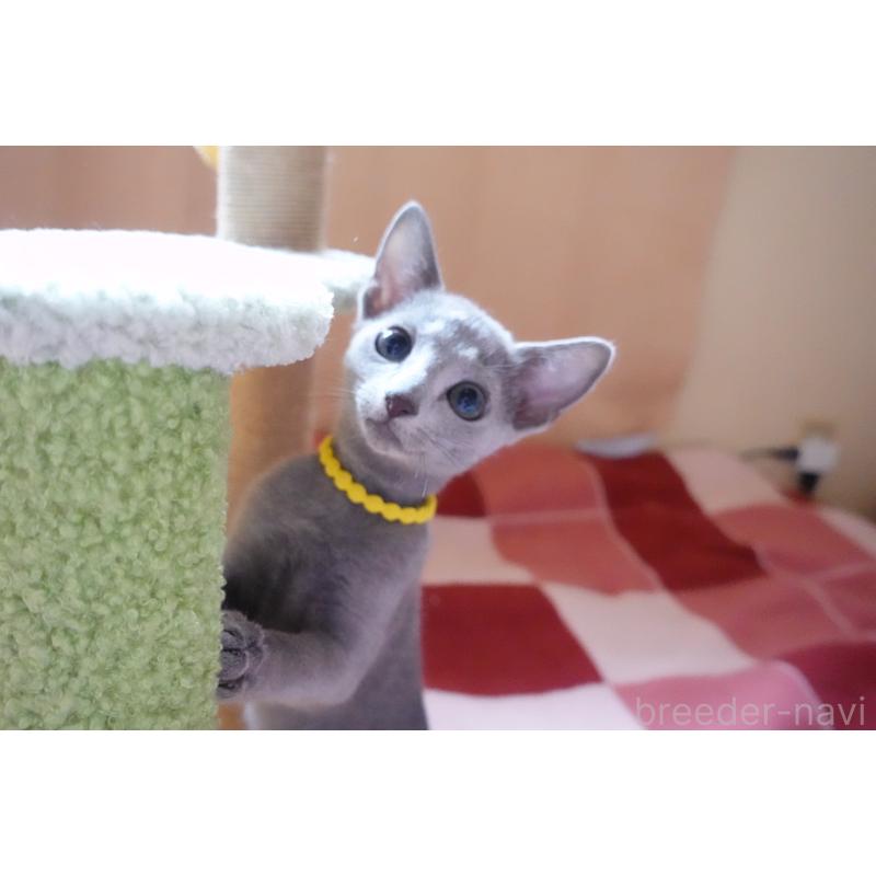 販売中の埼玉県のロシアンブルー-132833の6枚目