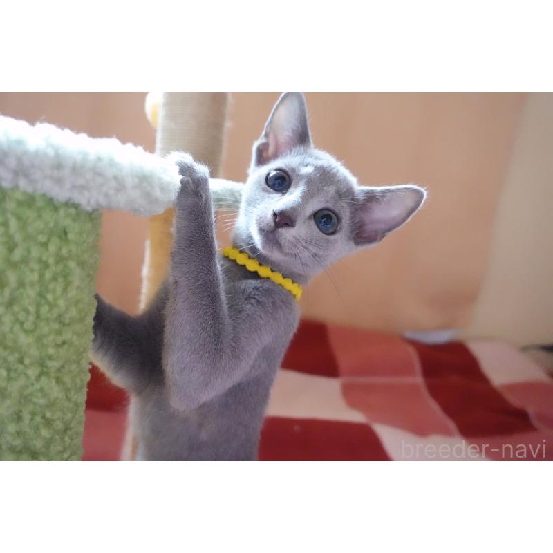 販売中の埼玉県のロシアンブルー-132833の5枚目