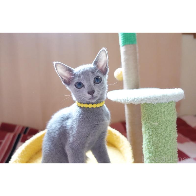 販売中の埼玉県のロシアンブルー-132833の4枚目