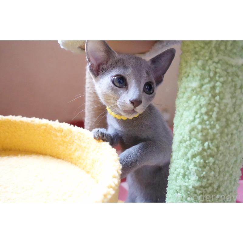 販売中の埼玉県のロシアンブルー-132833の3枚目