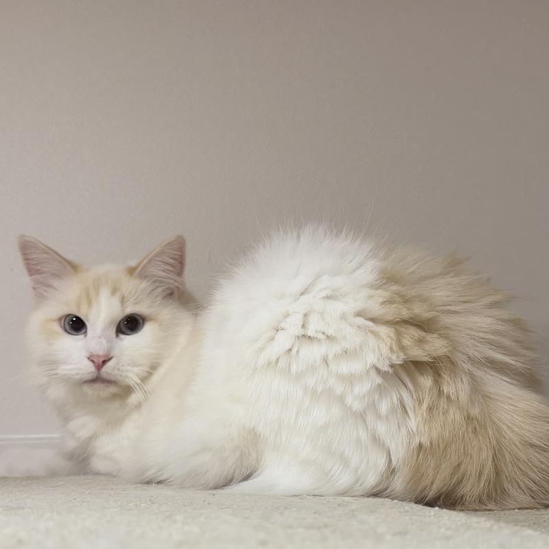 販売中の茨城県のサイベリアン-132834の3枚目