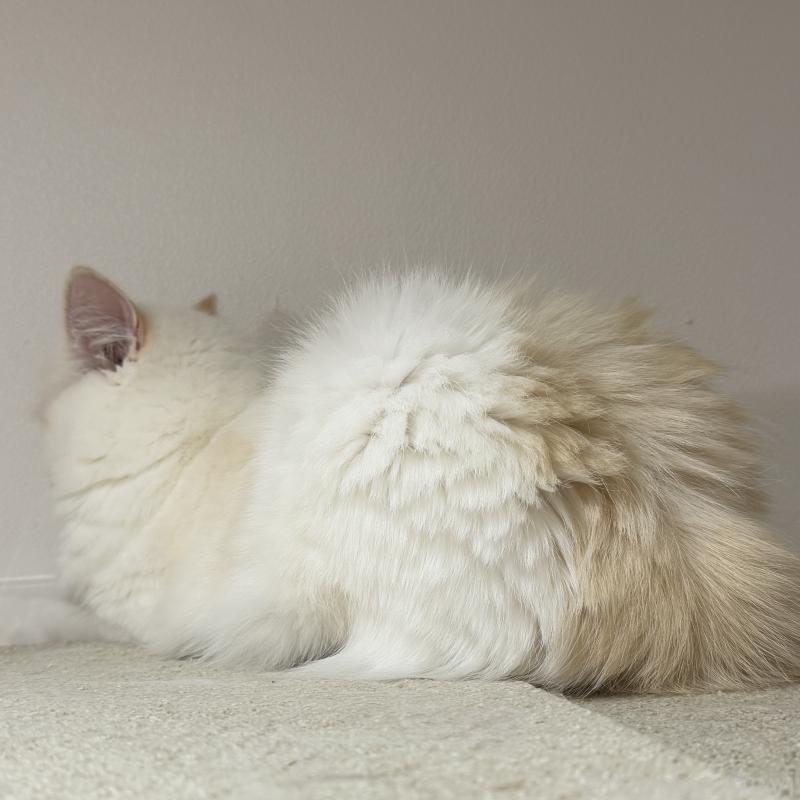 販売中の茨城県のサイベリアン-132834の2枚目