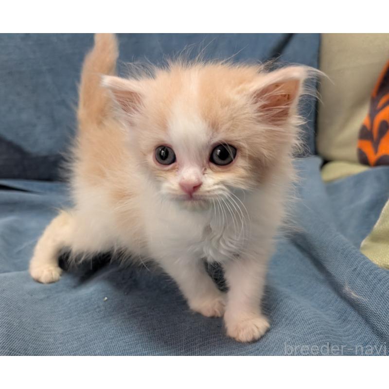 販売中の大阪府のスコティッシュフォールド-129532の6枚目