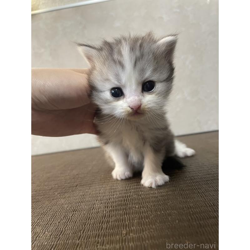 販売中の東京都のサイベリアン-132836の2枚目