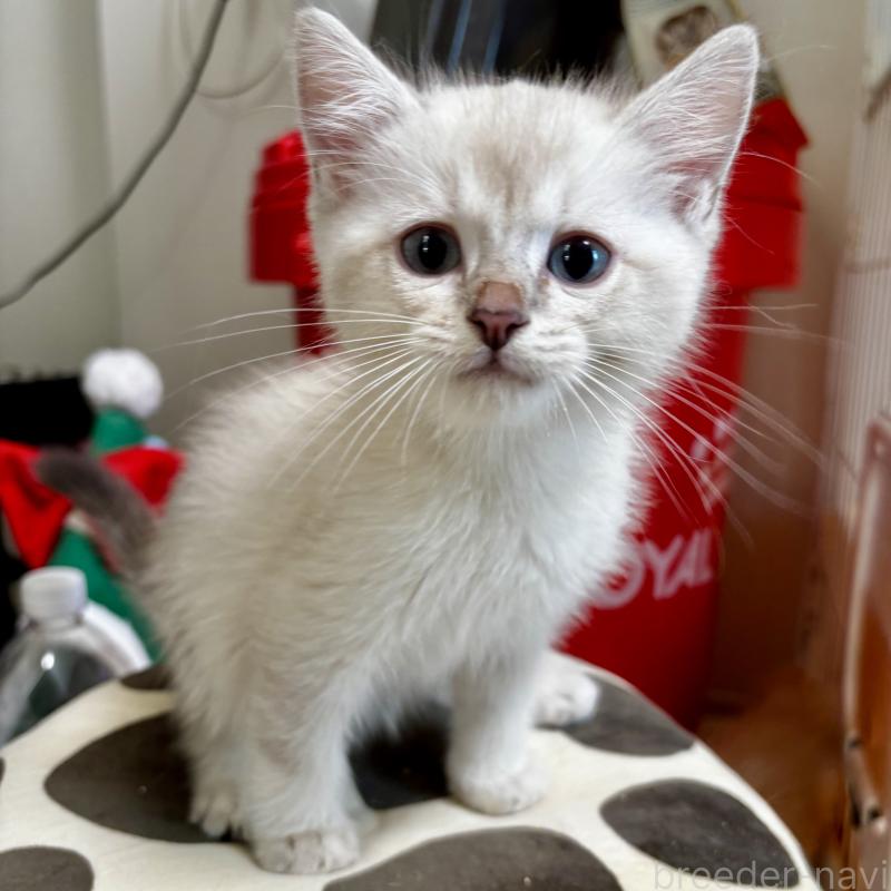 成約済の埼玉県のマンチカン-129010の5枚目