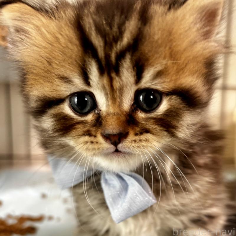 販売中の埼玉県のブリティッシュショートヘア-132323の4枚目