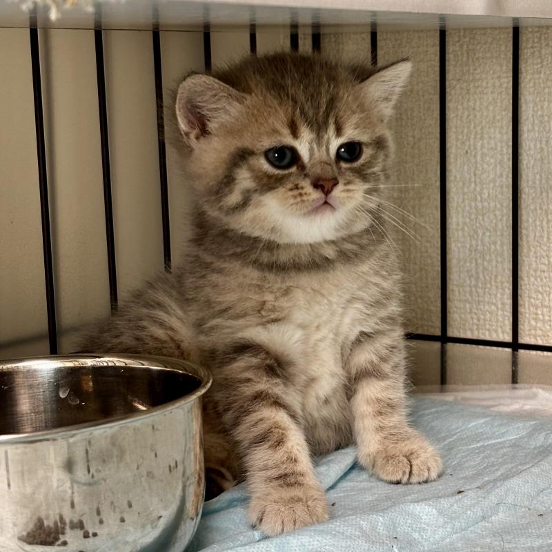 成約済の埼玉県のブリティッシュショートヘア-132322の4枚目