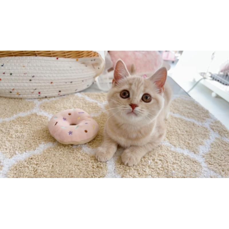 販売中の群馬県のスコティッシュフォールド-132838の3枚目