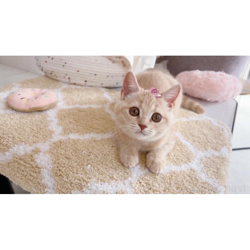 販売中の群馬県のスコティッシュフォールド-132838の2枚目