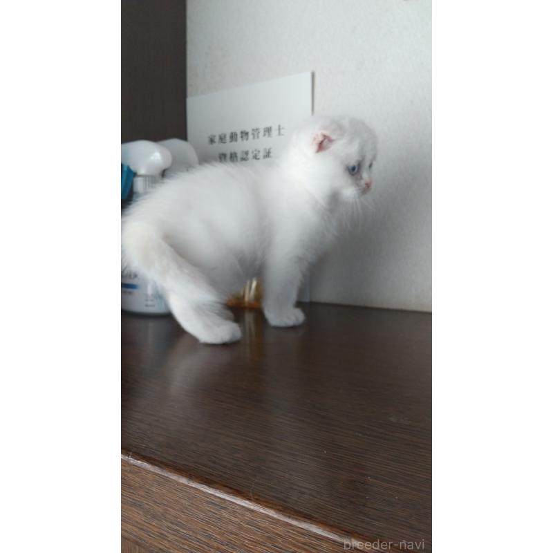 商談中の栃木県のスコティッシュフォールド-132863の2枚目