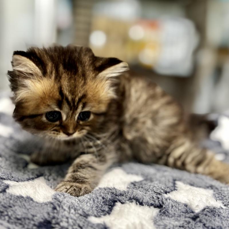 販売中の埼玉県のブリティッシュロングヘア-132324の3枚目