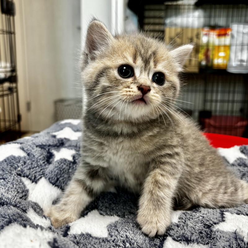 成約済の埼玉県のブリティッシュショートヘア-132322の3枚目