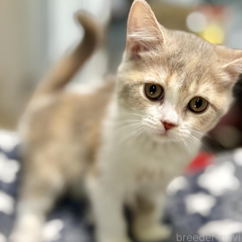 成約済の埼玉県のマンチカン-128134の3枚目