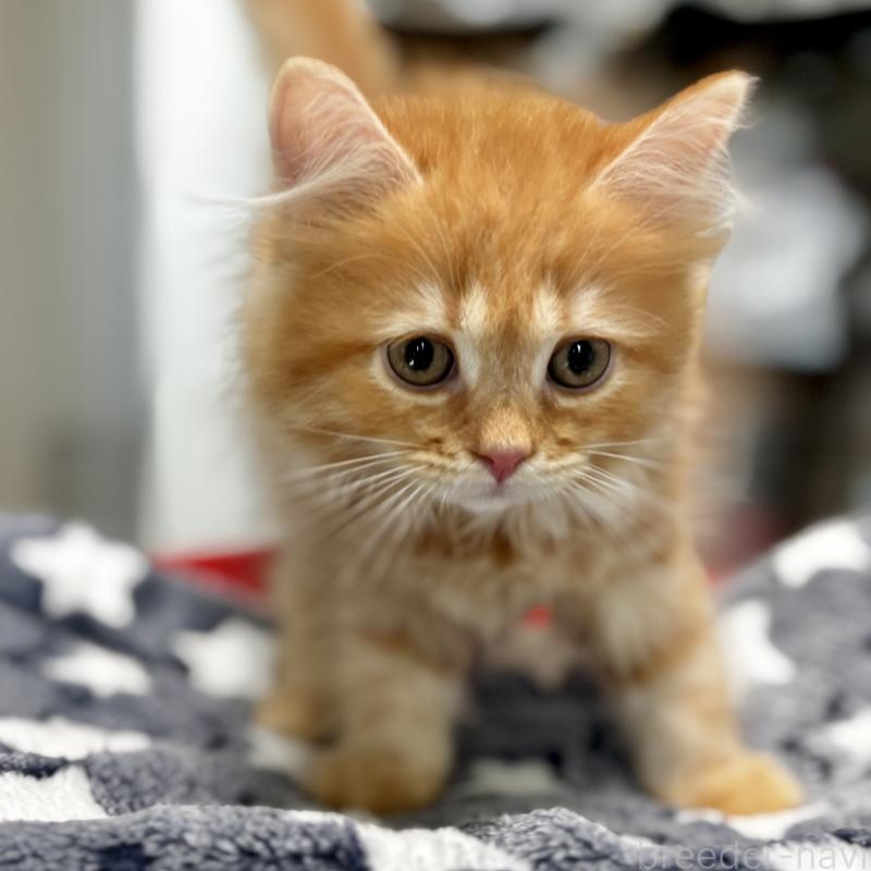 商談中の埼玉県のマンチカン-128136の4枚目