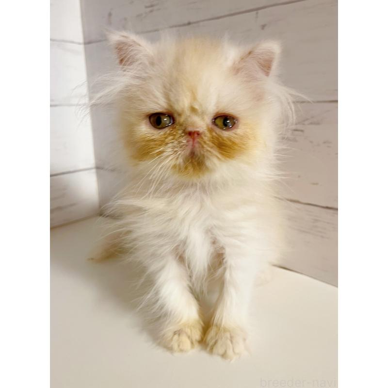 販売中の東京都のエキゾチックロングヘア-132864の5枚目