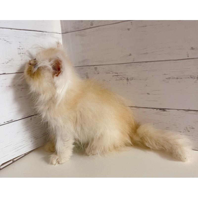 販売中の東京都のエキゾチックロングヘア-132864の4枚目