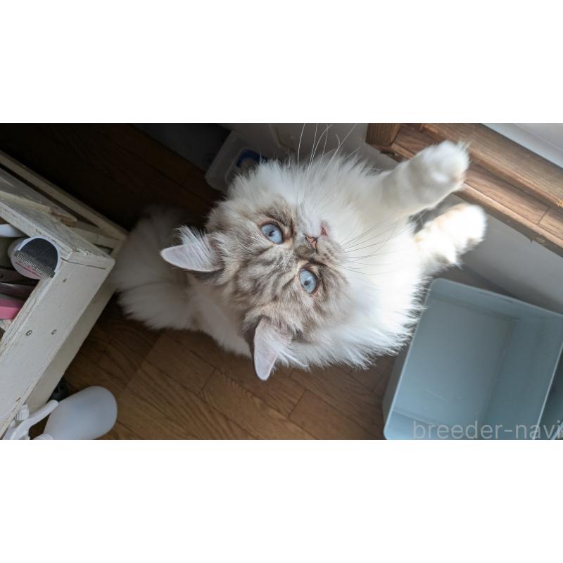 販売中の大阪府のミヌエット-81309の3枚目