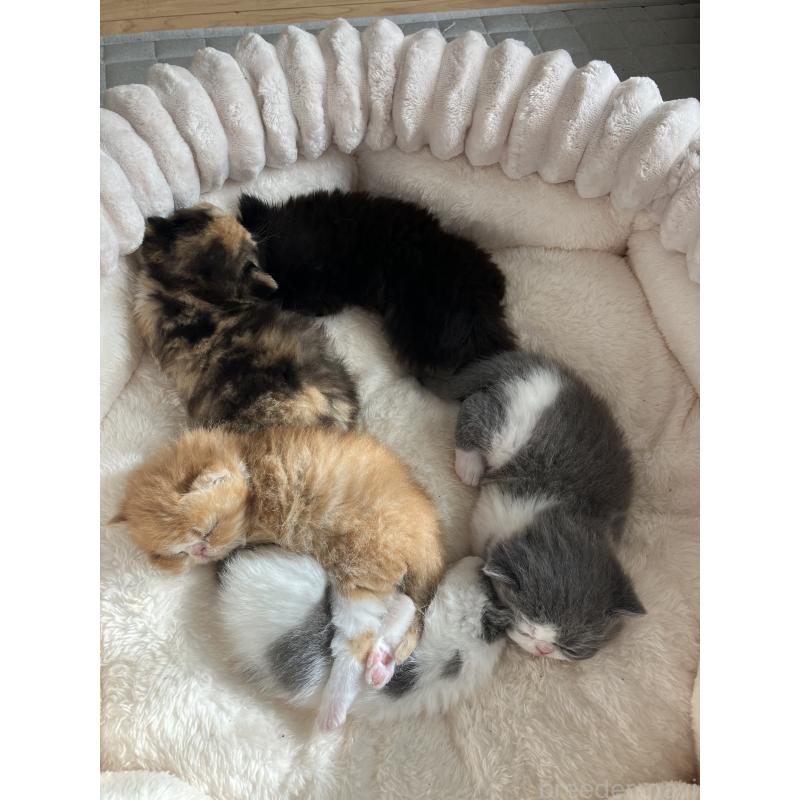 商談中の宮城県のエキゾチックショートヘア-131425の2枚目