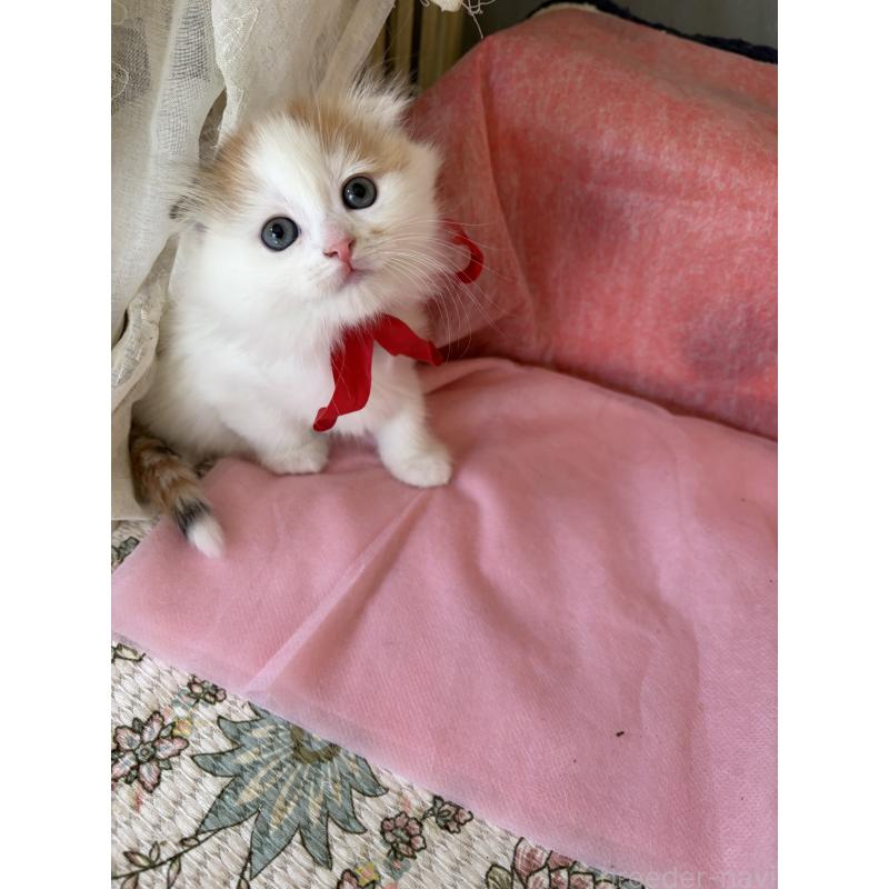 販売中の神奈川県のスコティッシュフォールド(折れ耳)-132865の9枚目