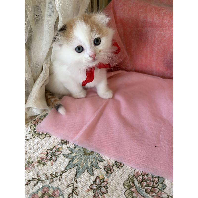 販売中の神奈川県のスコティッシュフォールド(折れ耳)-132865の8枚目