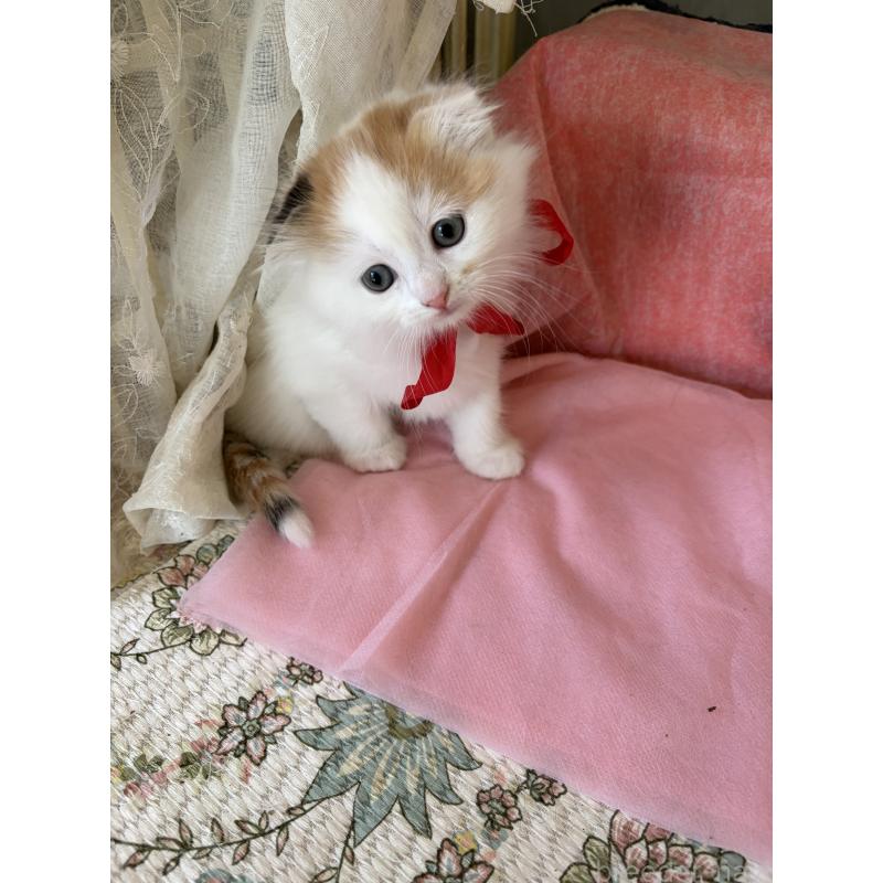 販売中の神奈川県のスコティッシュフォールド(折れ耳)-132865の7枚目