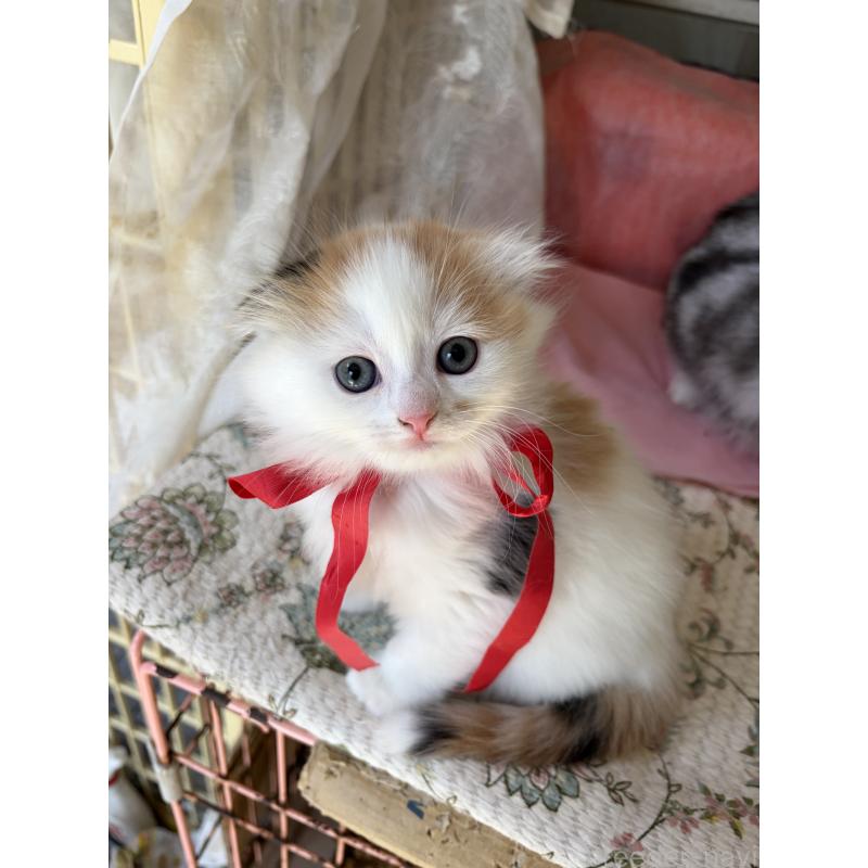 販売中の神奈川県のスコティッシュフォールド(折れ耳)-132865の1枚目