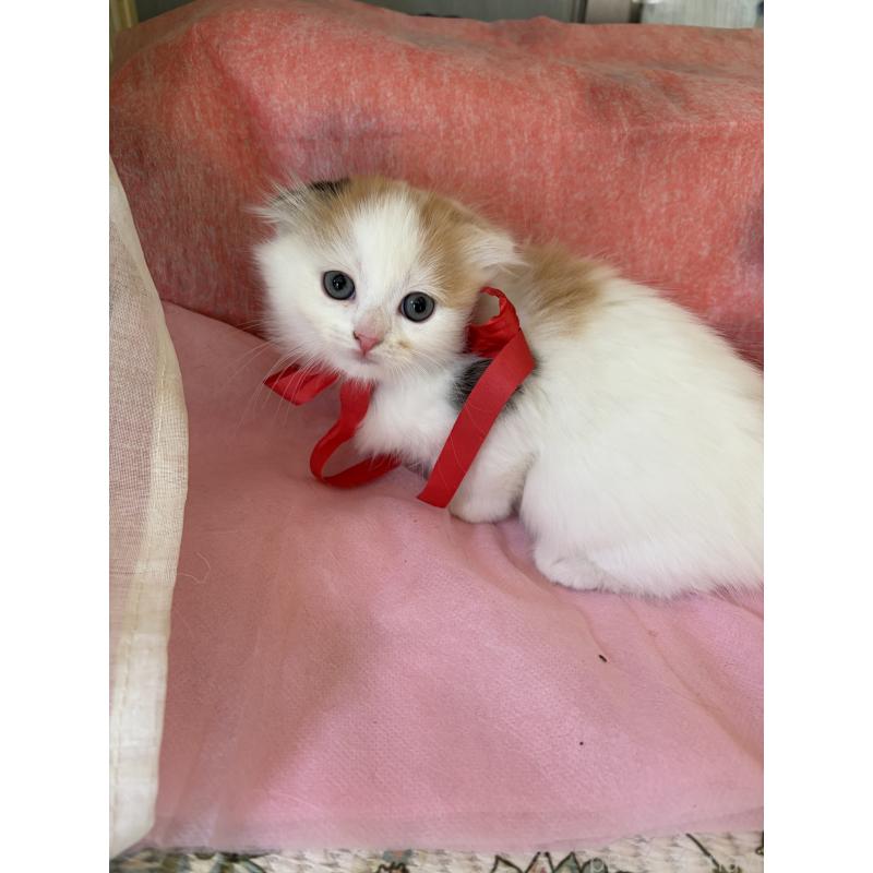 販売中の神奈川県のスコティッシュフォールド(折れ耳)-132865の6枚目