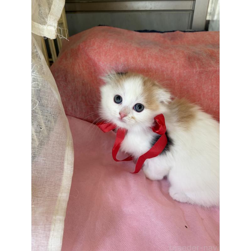 販売中の神奈川県のスコティッシュフォールド(折れ耳)-132865の5枚目