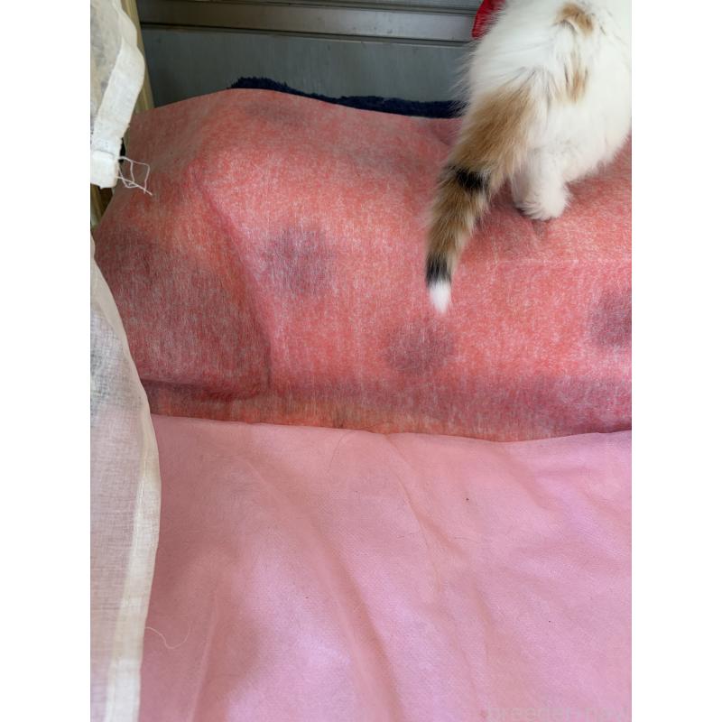 販売中の神奈川県のスコティッシュフォールド(折れ耳)-132865の4枚目